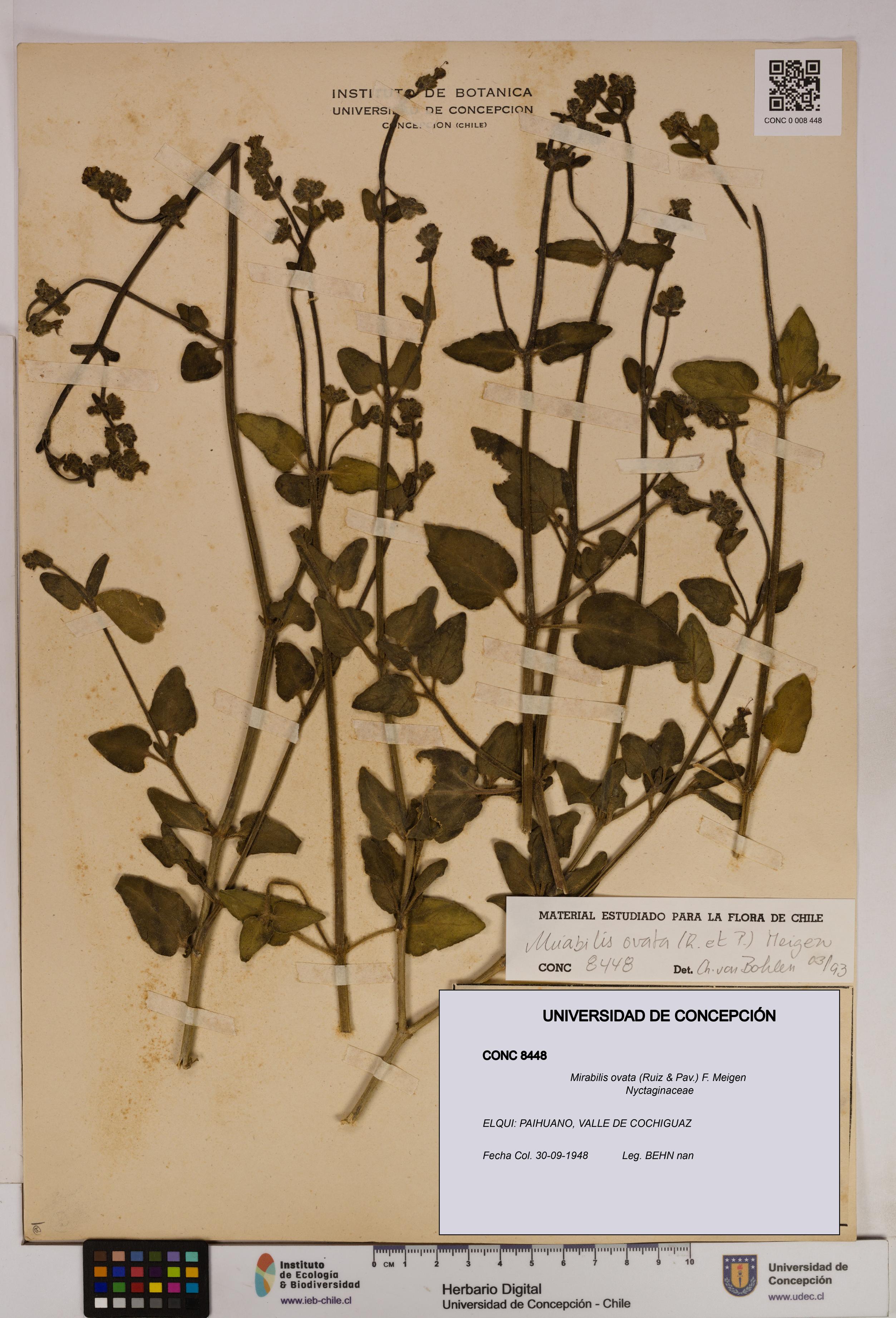 Mirabilis ovata [Espécimen: UDEC:CONC:0008448]