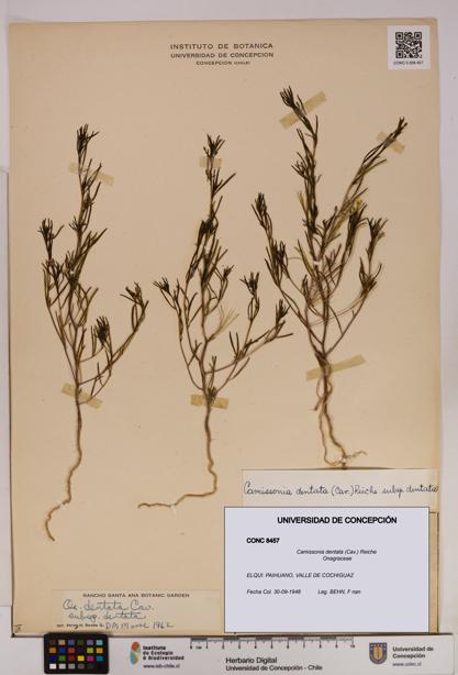 Camissonia dentata [Espécimen: UDEC:CONC:0008457]