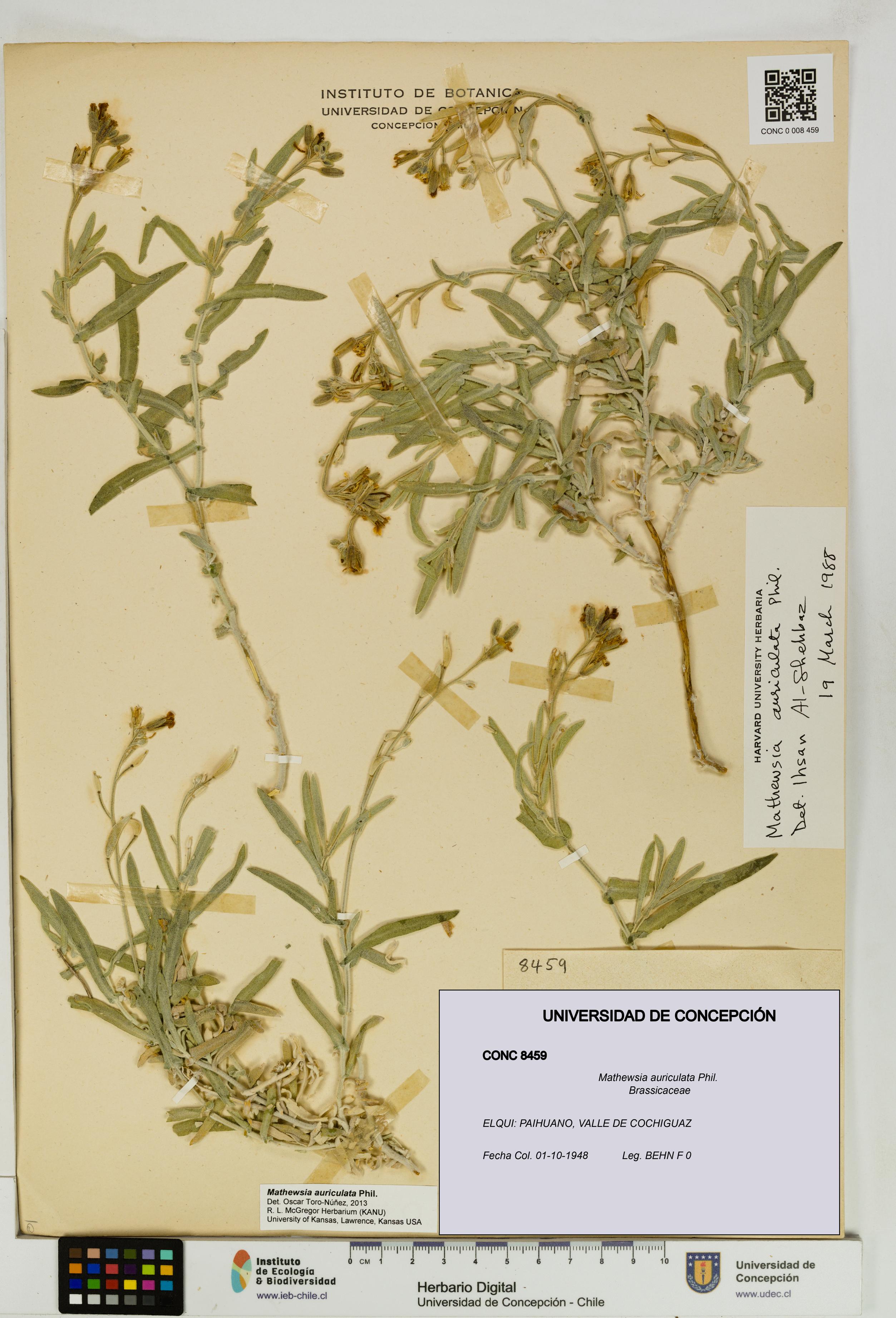 Mathewsia auriculata [Espécimen: UDEC:CONC:0008459]