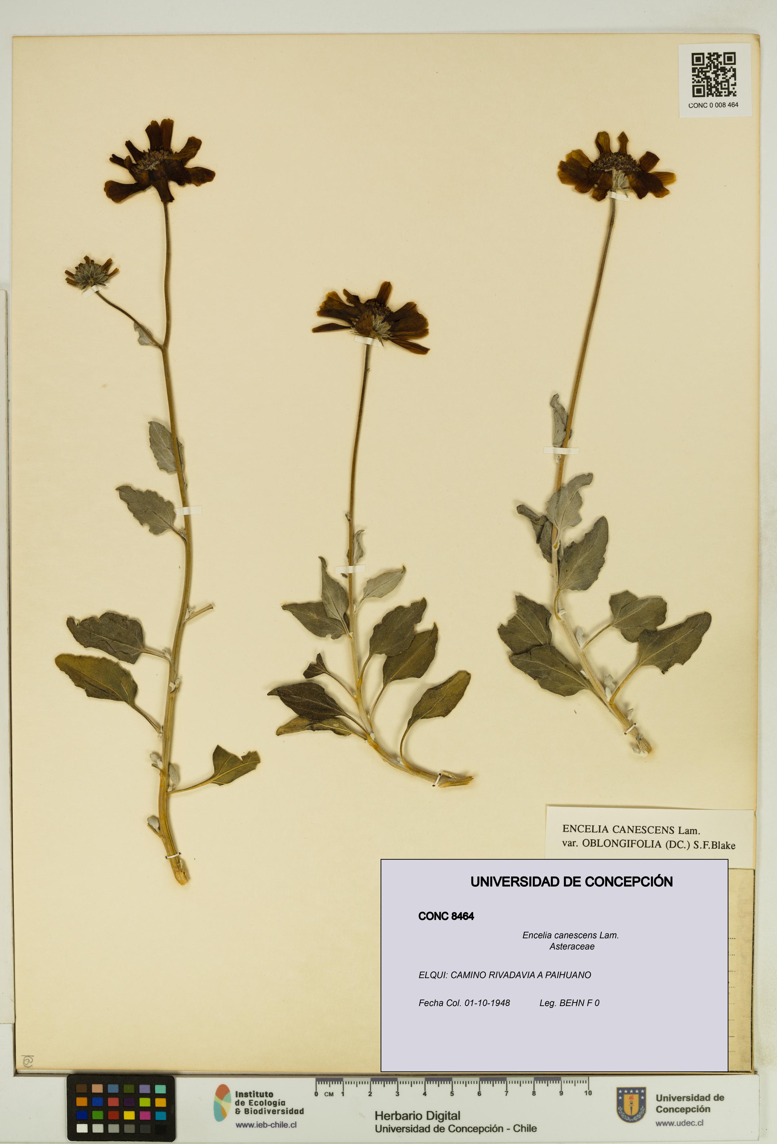 Encelia canescens [Espécimen: UDEC:CONC:0008464]