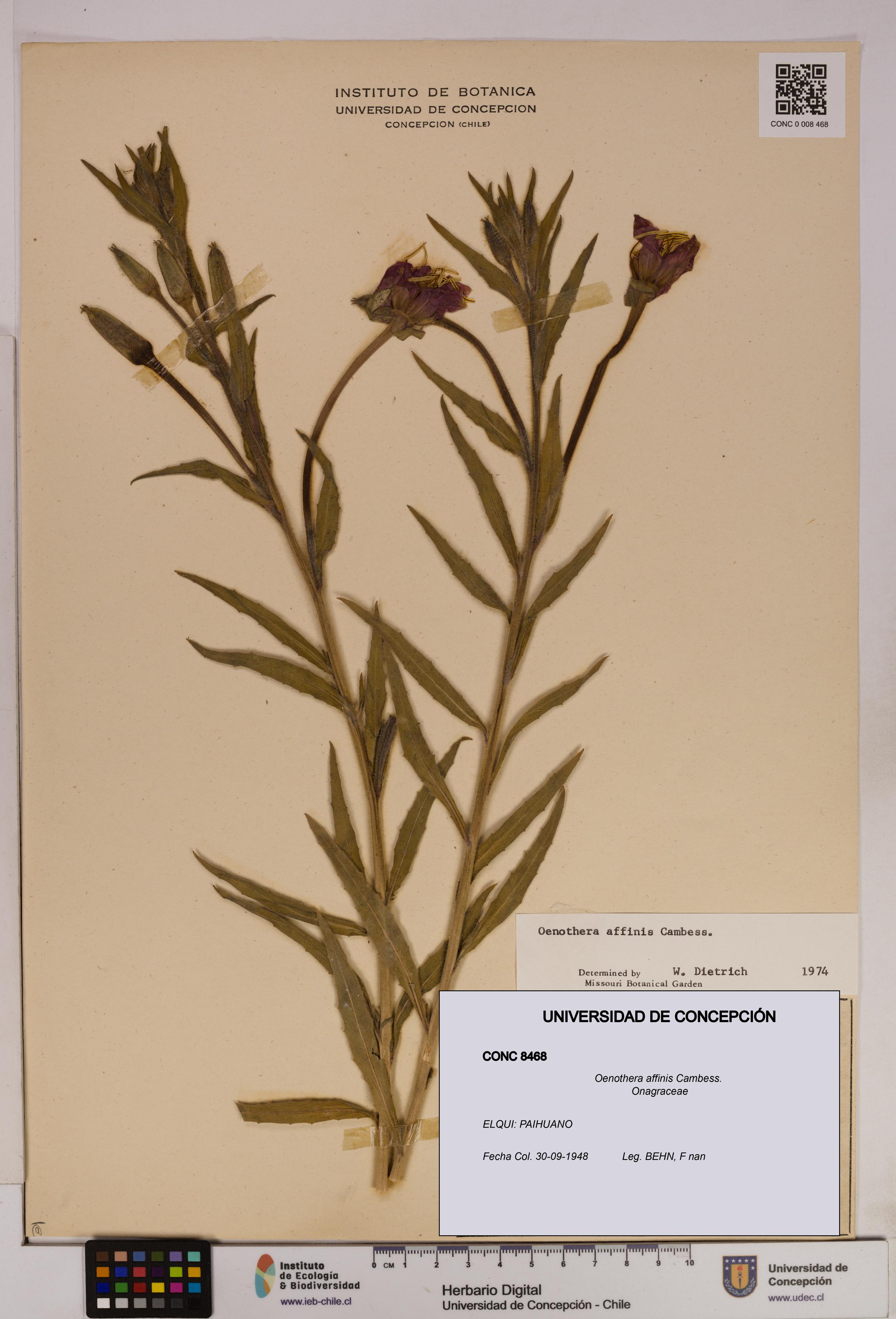 Oenothera affinis [Espécimen: UDEC:CONC:0008468]