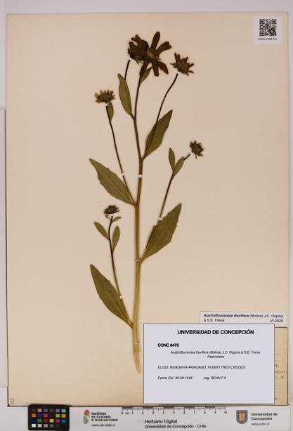 Austroflourensia thurifera [Espécimen: UDEC:CONC:0008475]