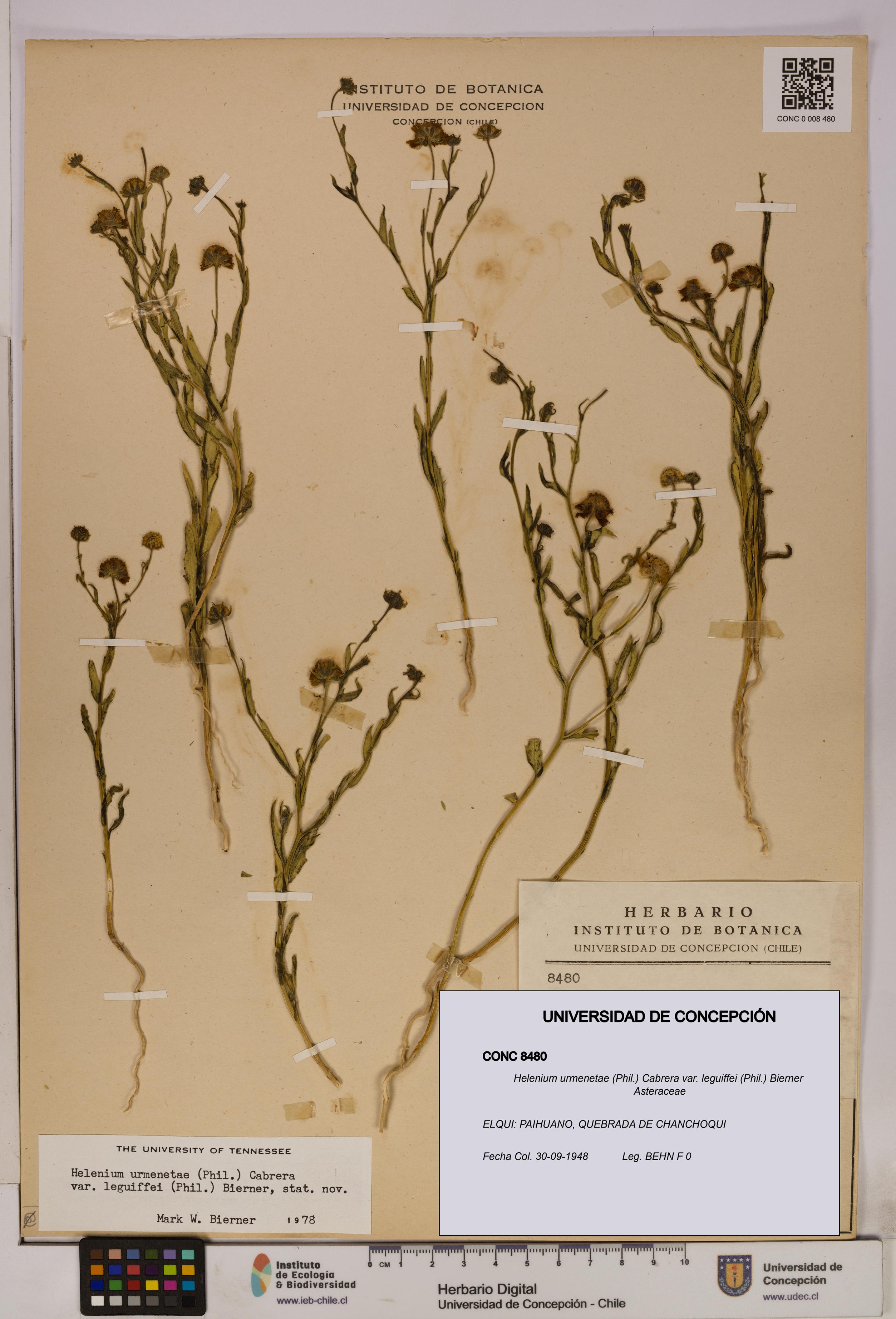 Helenium urmenetae var. leguiffei [Espécimen: UDEC:CONC:0008480]