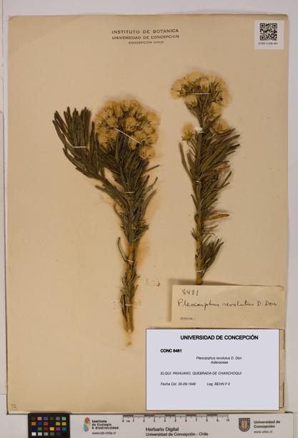 Pleocarphus revolutus [Espécimen: UDEC:CONC:0008481]
