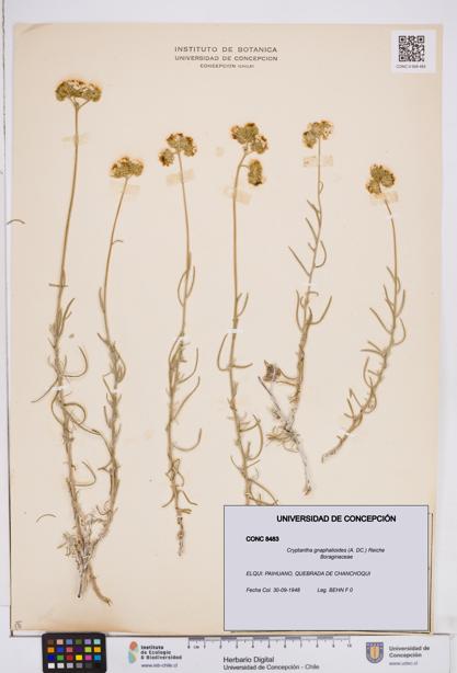 Cryptantha gnaphalioides [Espécimen: ]