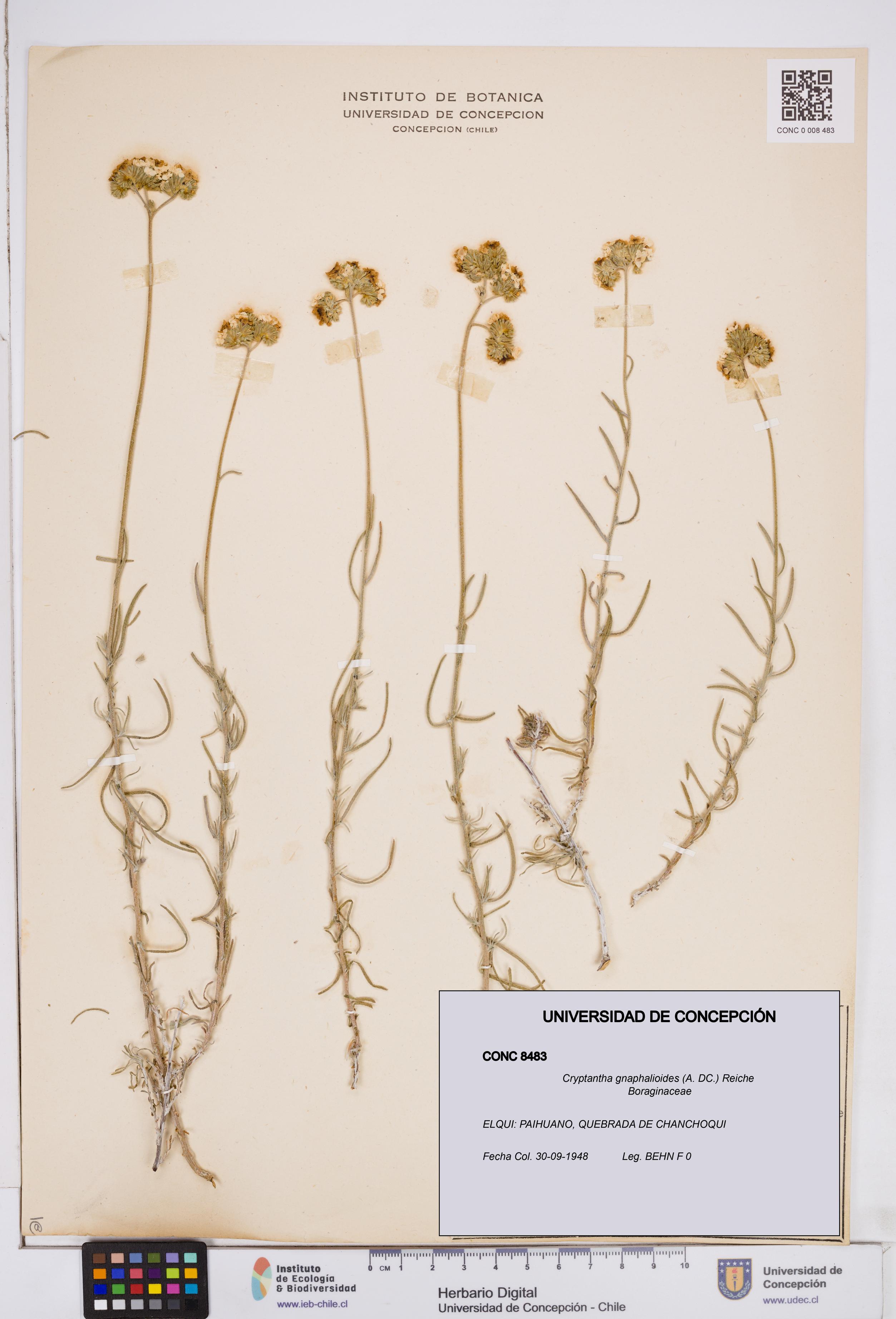 Cryptantha gnaphalioides [Espécimen: ]