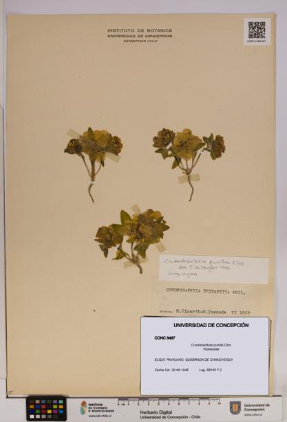 Cruckshanksia pumila [Espécimen: UDEC:CONC:0008487]