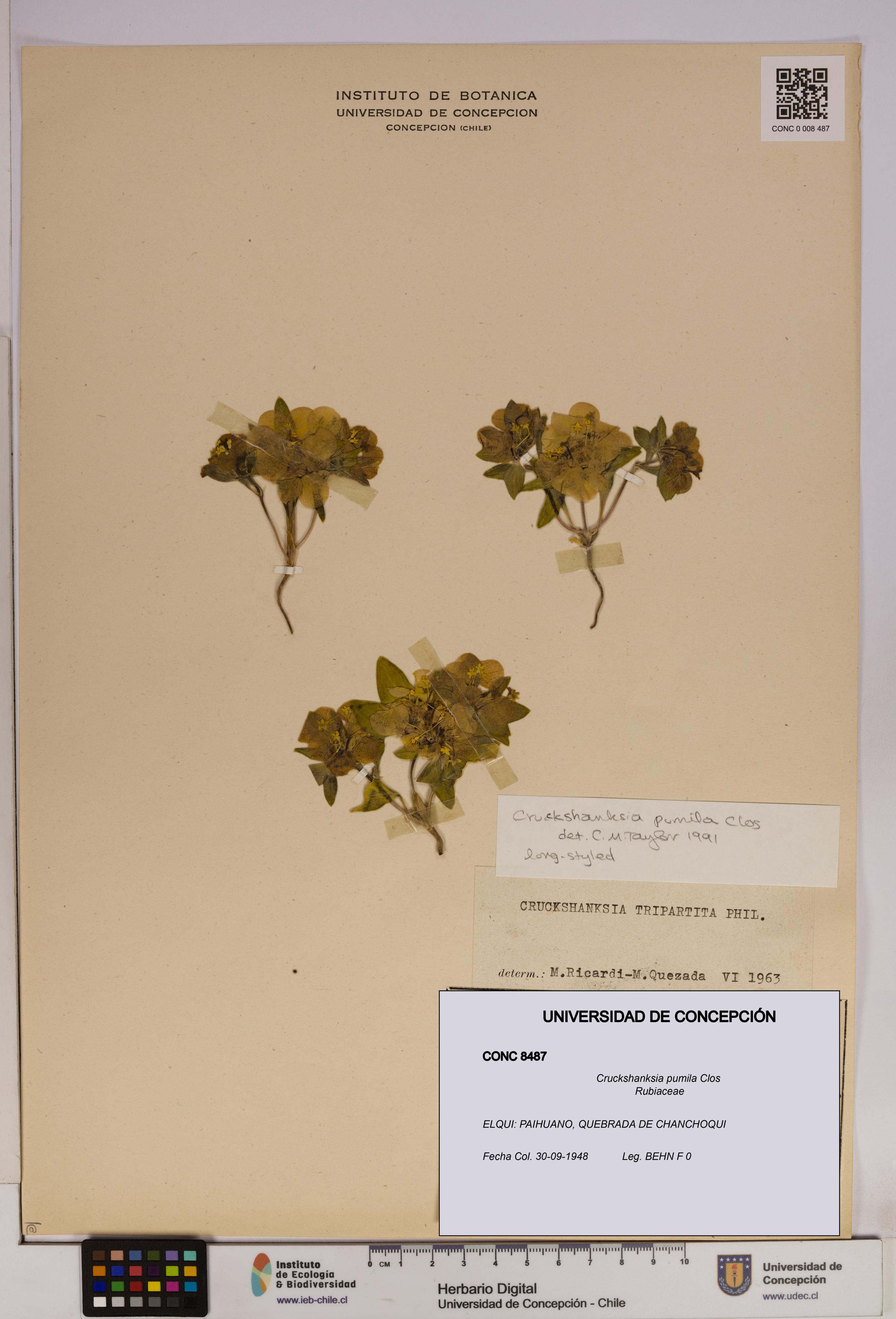 Cruckshanksia pumila [Espécimen: UDEC:CONC:0008487]