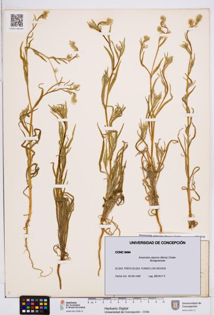Amsinckia calycina [Espécimen: ]