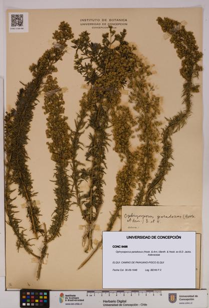 Ophryosporus paradoxus [Espécimen: UDEC:CONC:0008498]