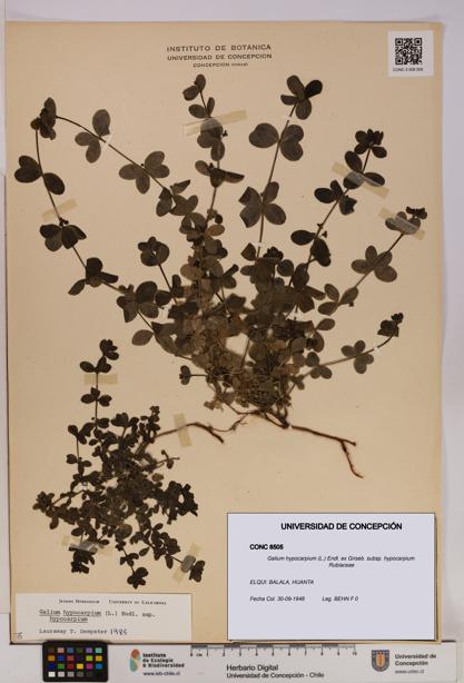 Galium hypocarpium subsp. hypocarpium [Espécimen: UDEC:CONC:0008505]