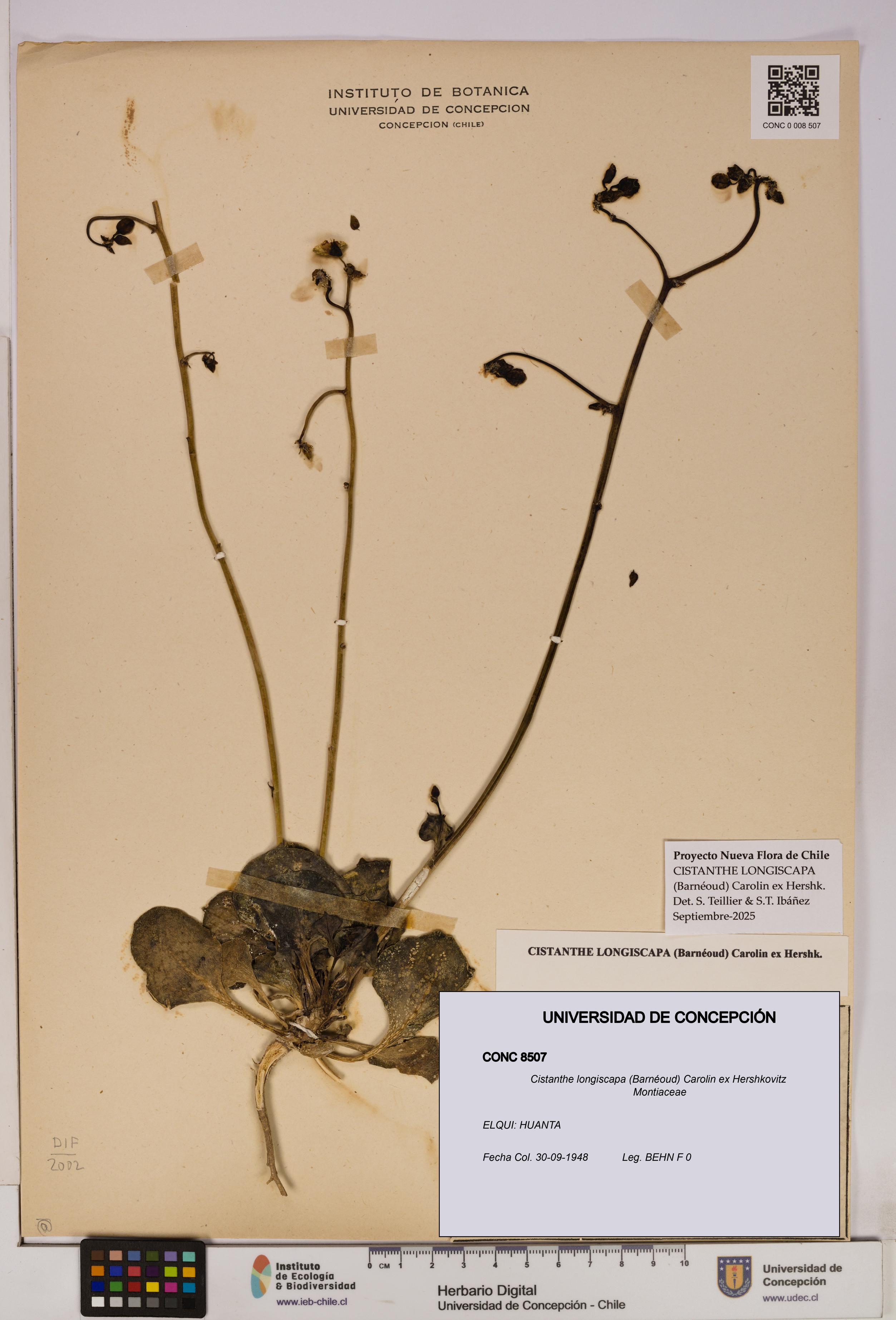 Cistanthe longiscapa [Espécimen: UDEC:CONC:0008507]