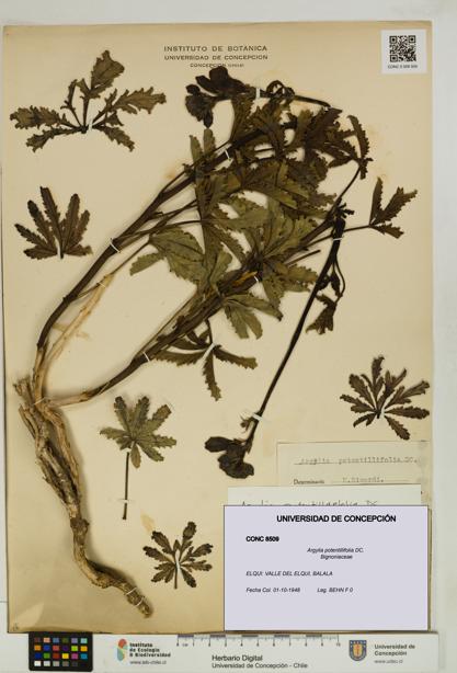 Argylia potentillifolia [Espécimen: UDEC:CONC:0008509]