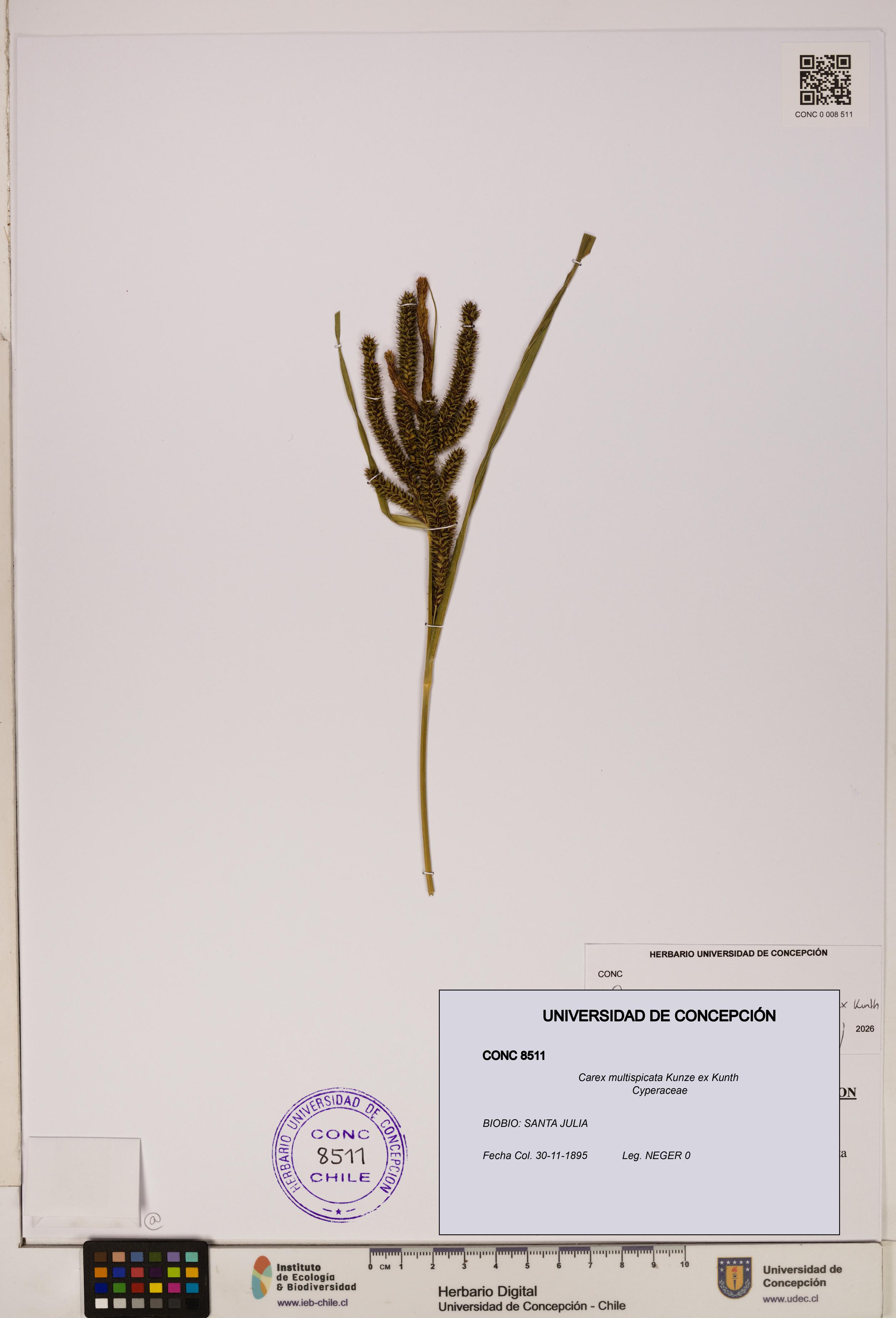 Carex multispicata [Espécimen: ]
