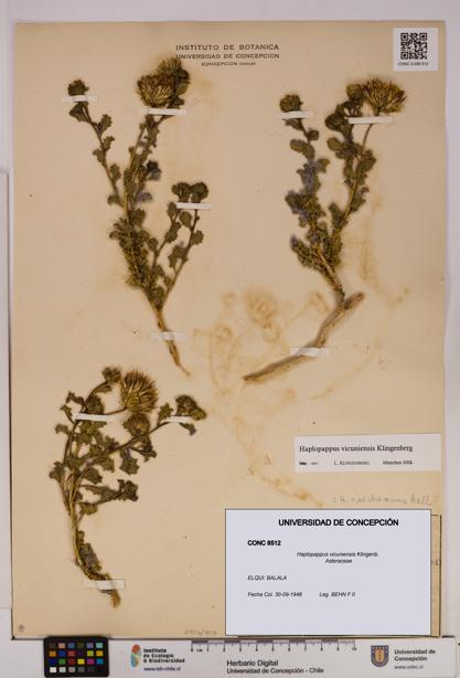 Haplopappus vicuniensis [Espécimen: UDEC:CONC:0008512]