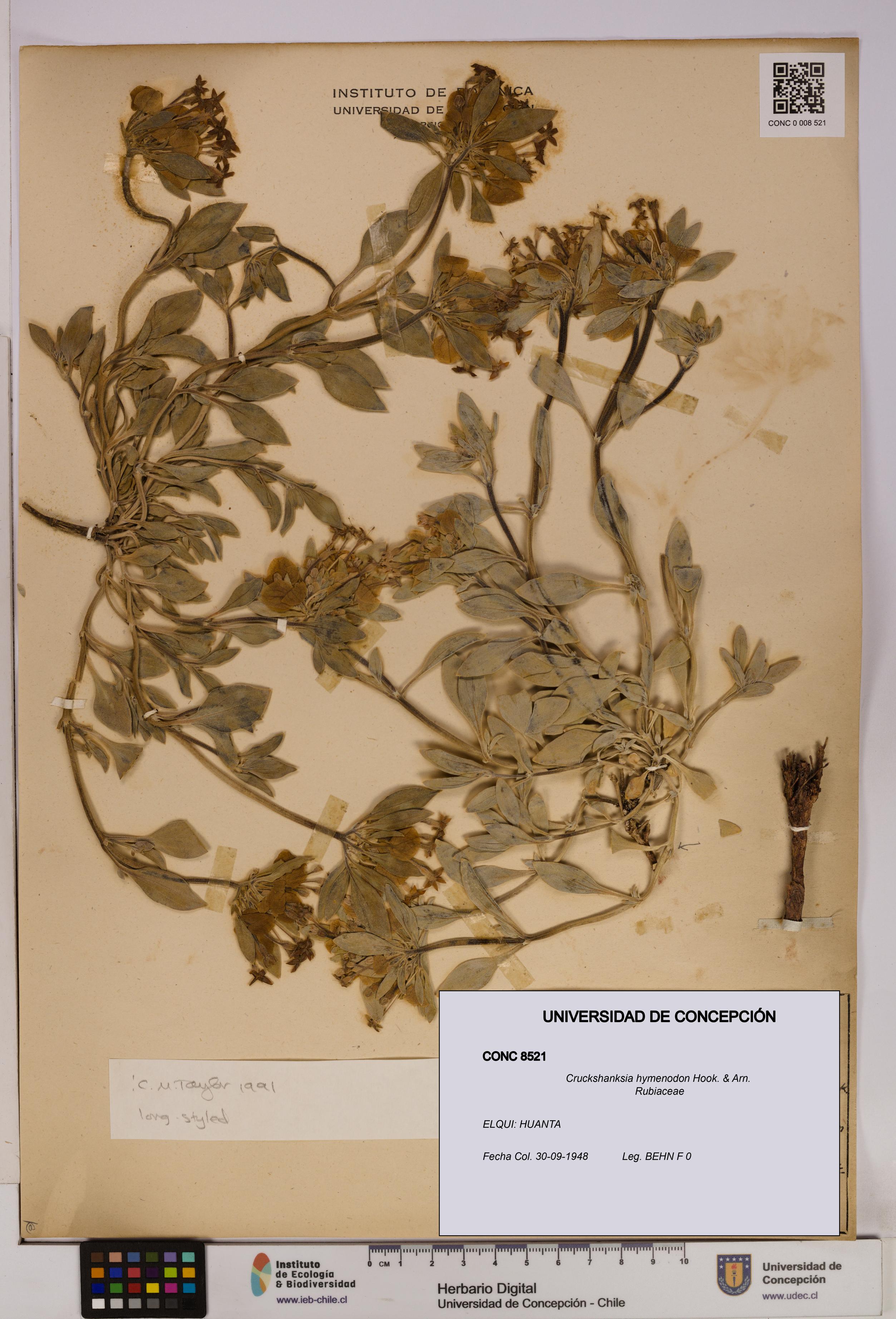 Cruckshanksia hymenodon [Espécimen: UDEC:CONC:0008521]