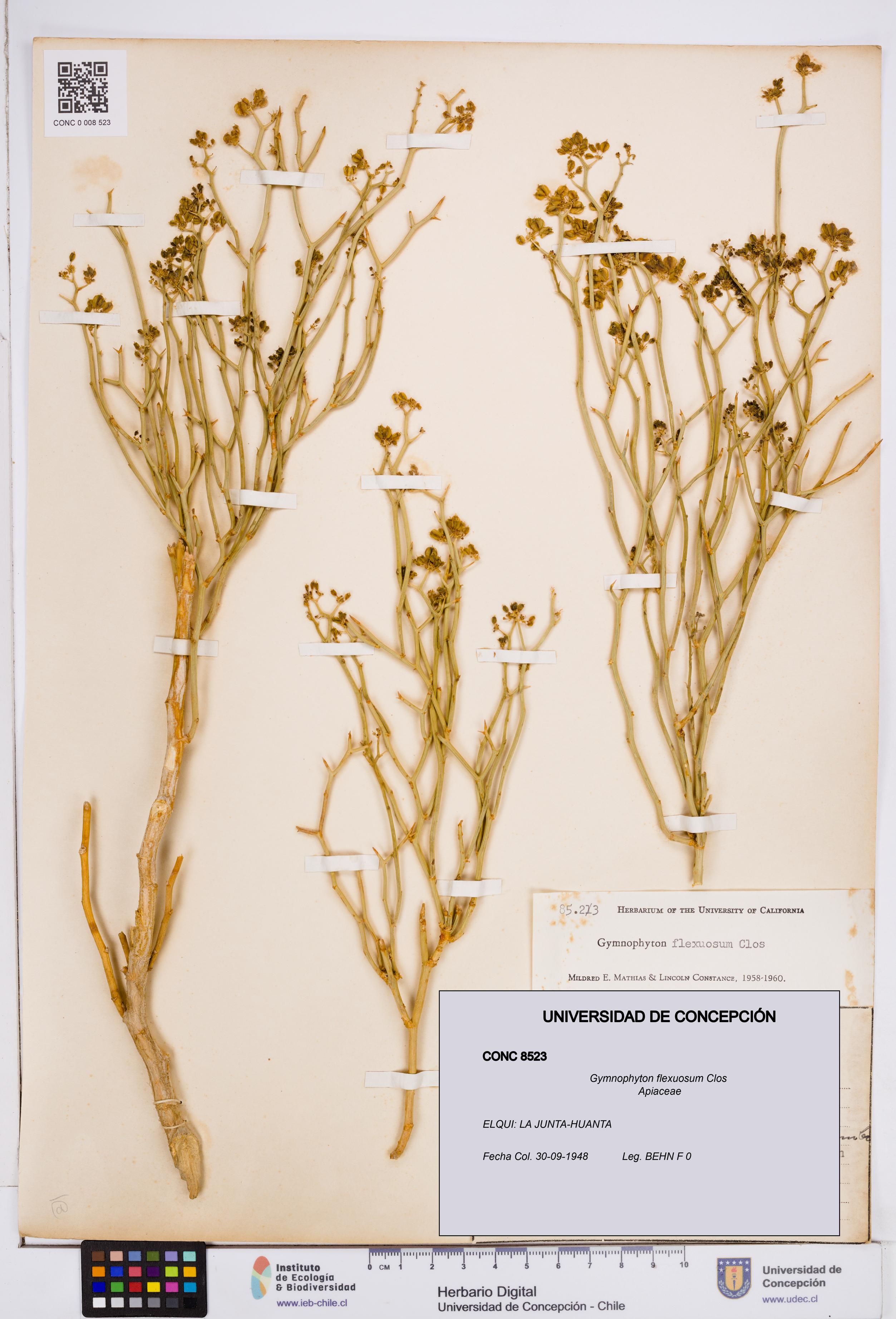 Gymnophyton flexuosum [Espécimen: ]
