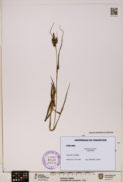 Carex fuscula [Espécimen: ]