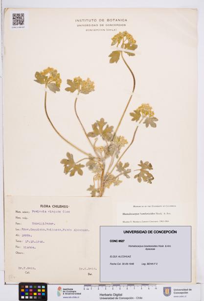 Homalocarpus bowlesioides [Espécimen: ]