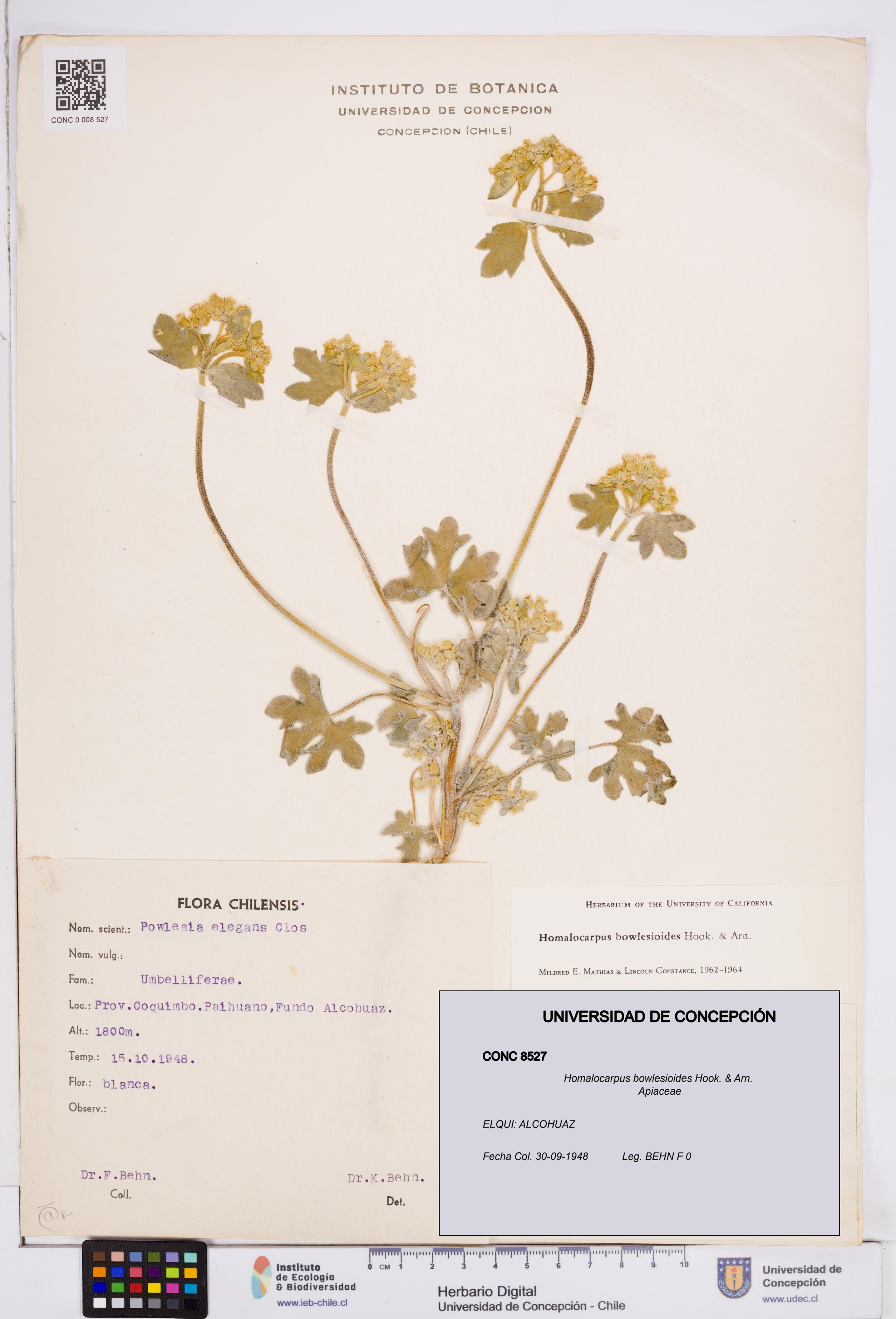 Homalocarpus bowlesioides [Espécimen: ]