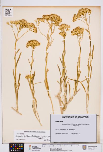 Senecio proteus var. geissei [Espécimen: ]