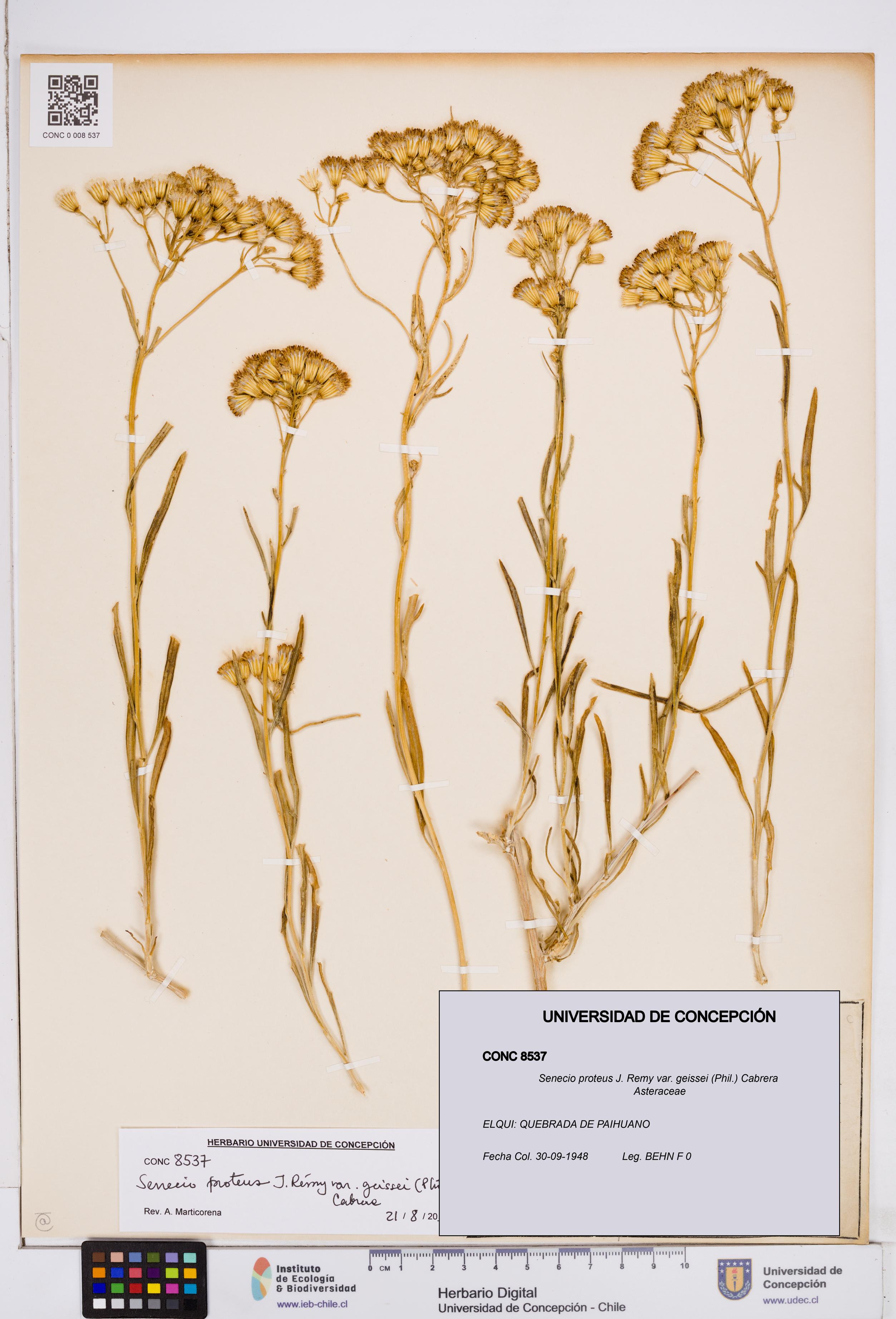 Senecio proteus var. geissei [Espécimen: ]