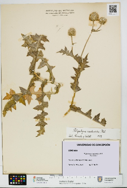 Polyachyrus carduoides [Espécimen: UDEC:CONC:0008539]