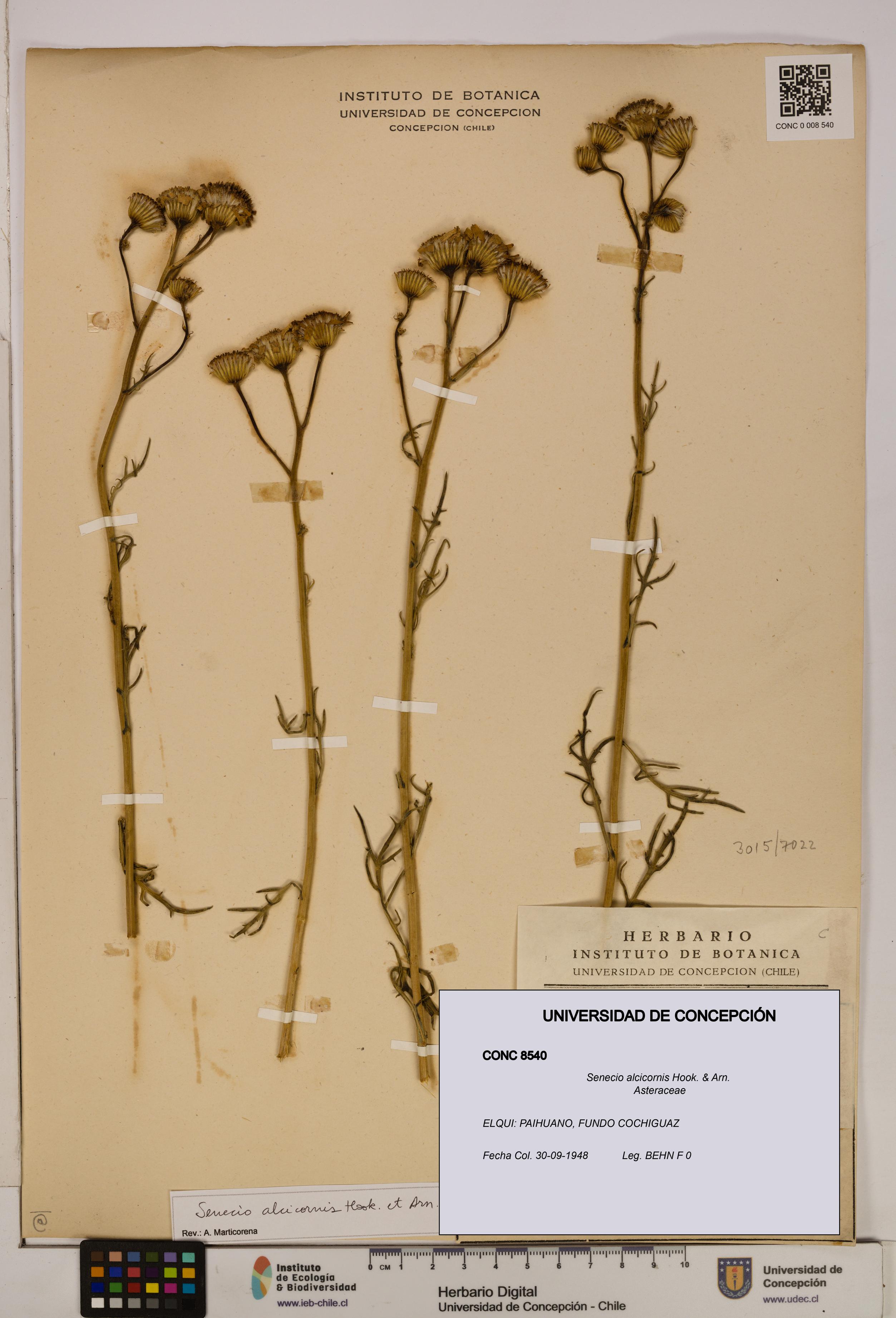 Senecio alcicornis [Espécimen: UDEC:CONC:0008540]