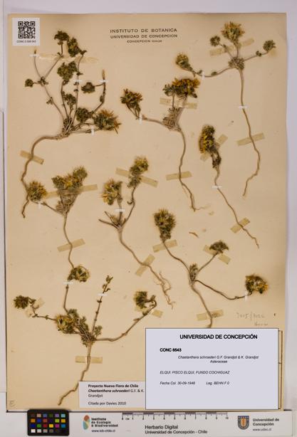 Chaetanthera schroederi [Espécimen: UDEC:CONC:0008543]