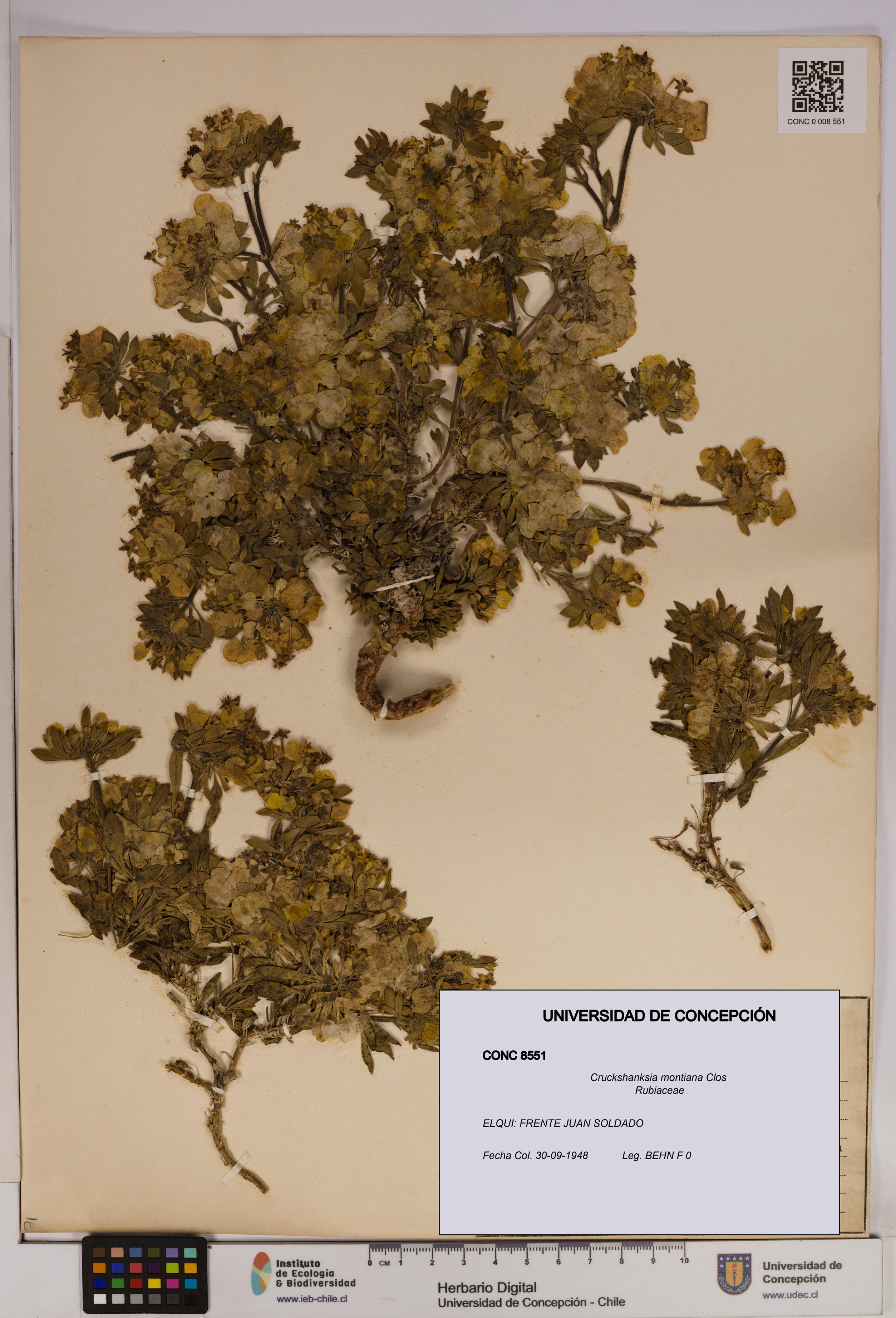 Cruckshanksia montiana [Espécimen: UDEC:CONC:0008551]