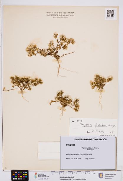 Triptilion gibbosum [Espécimen: ]