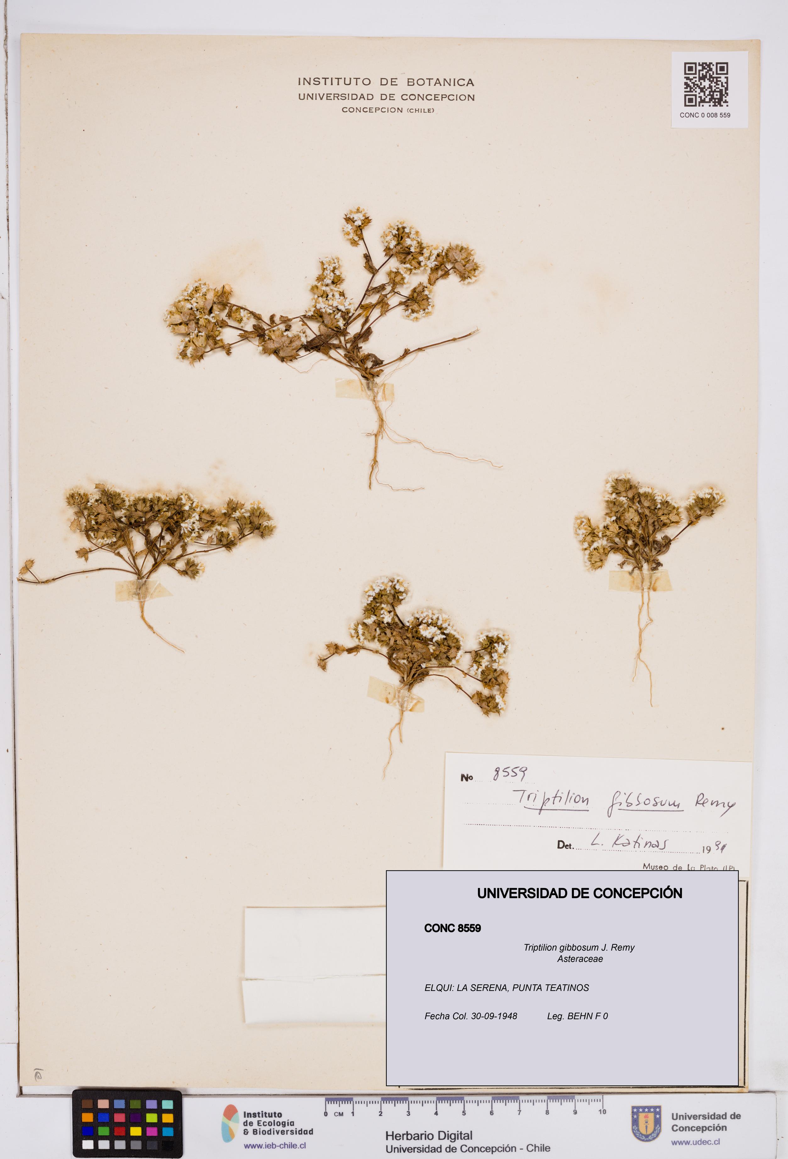 Triptilion gibbosum [Espécimen: ]