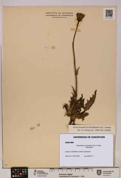 Hypochaeris scorzonerae [Espécimen: UDEC:CONC:0008561]