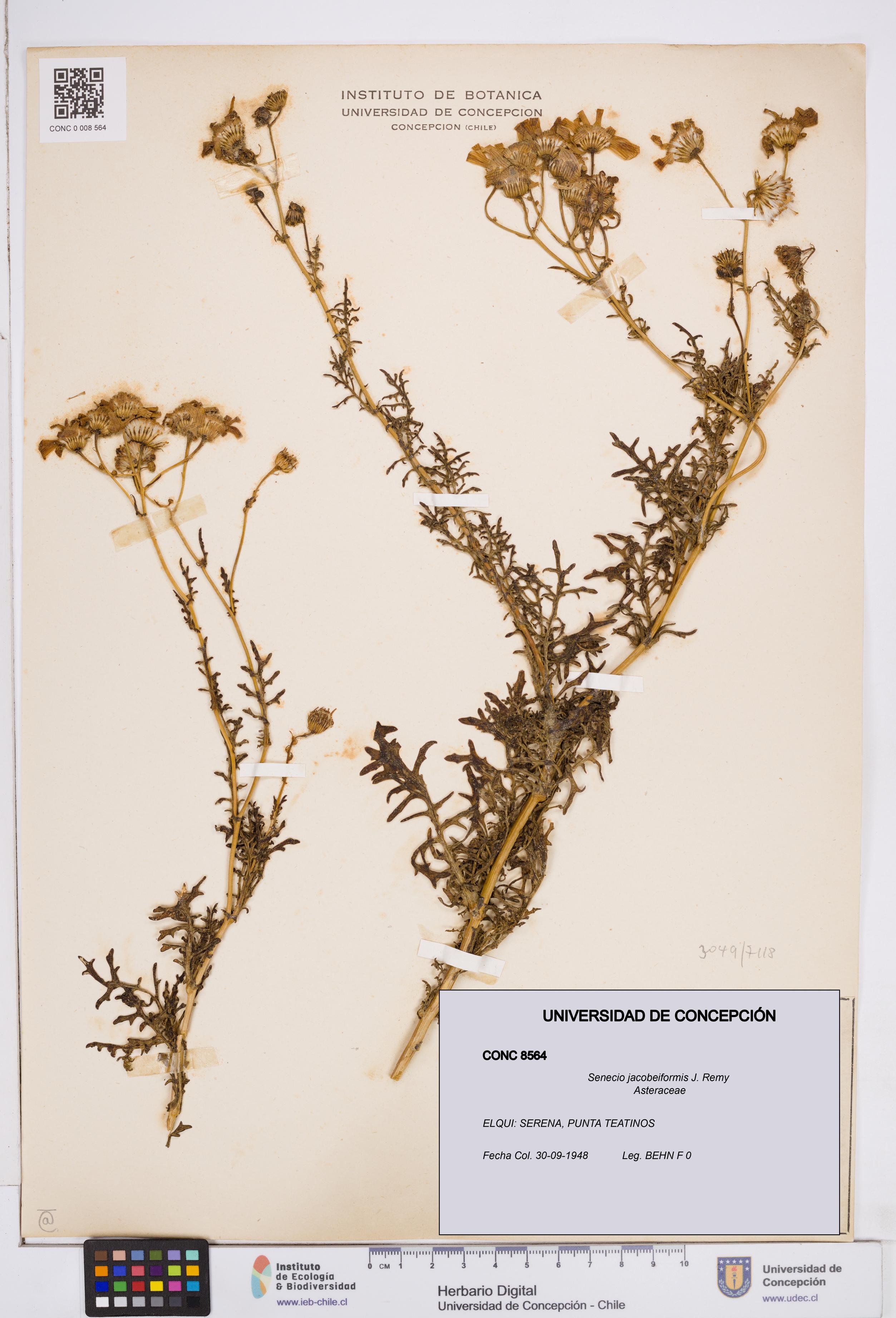 Senecio jacobeiformis [Espécimen: ]