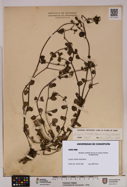 Mirabilis cordifolia [Espécimen: UDEC:CONC:0008565]