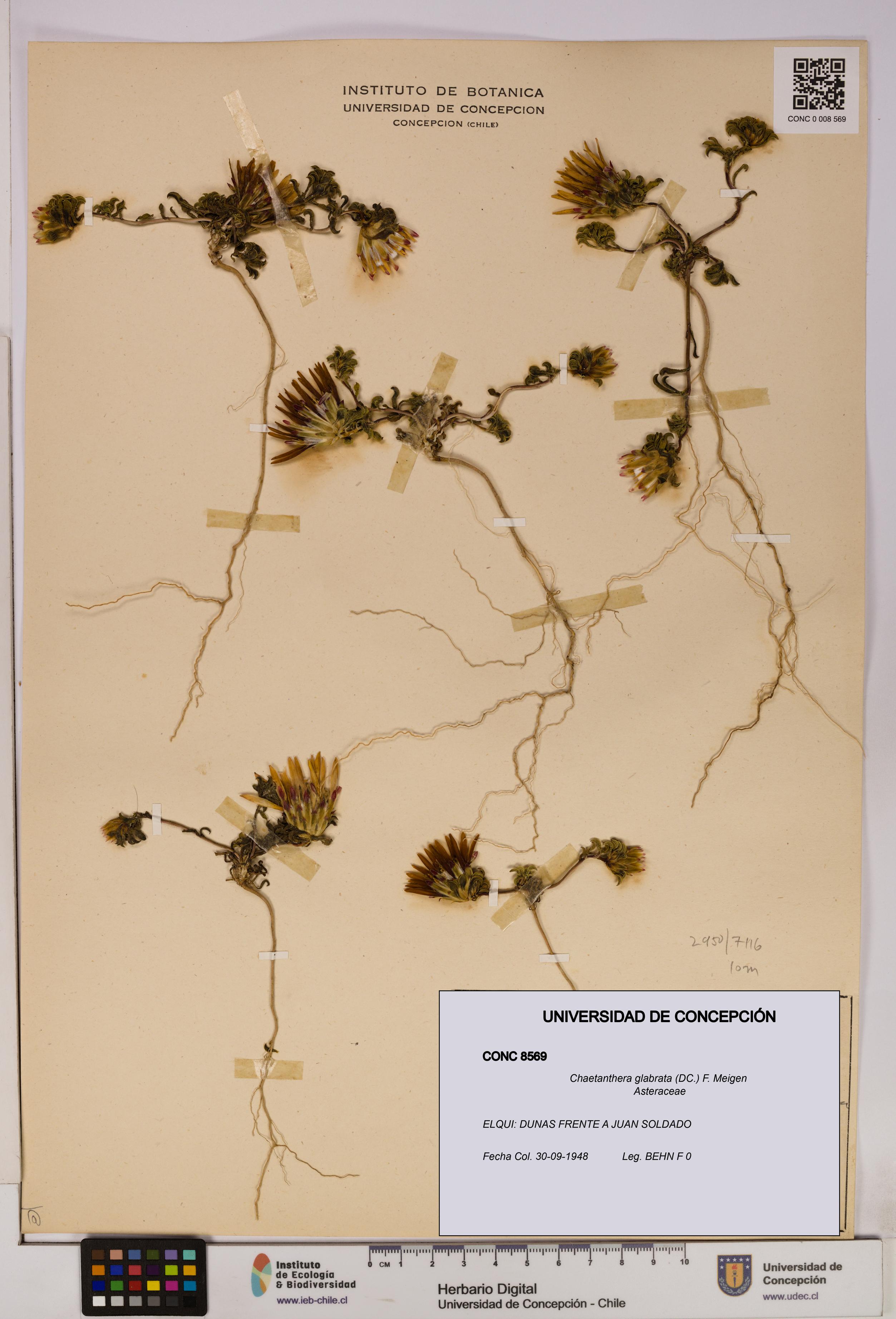 Chaetanthera glabrata [Espécimen: UDEC:CONC:0008569]