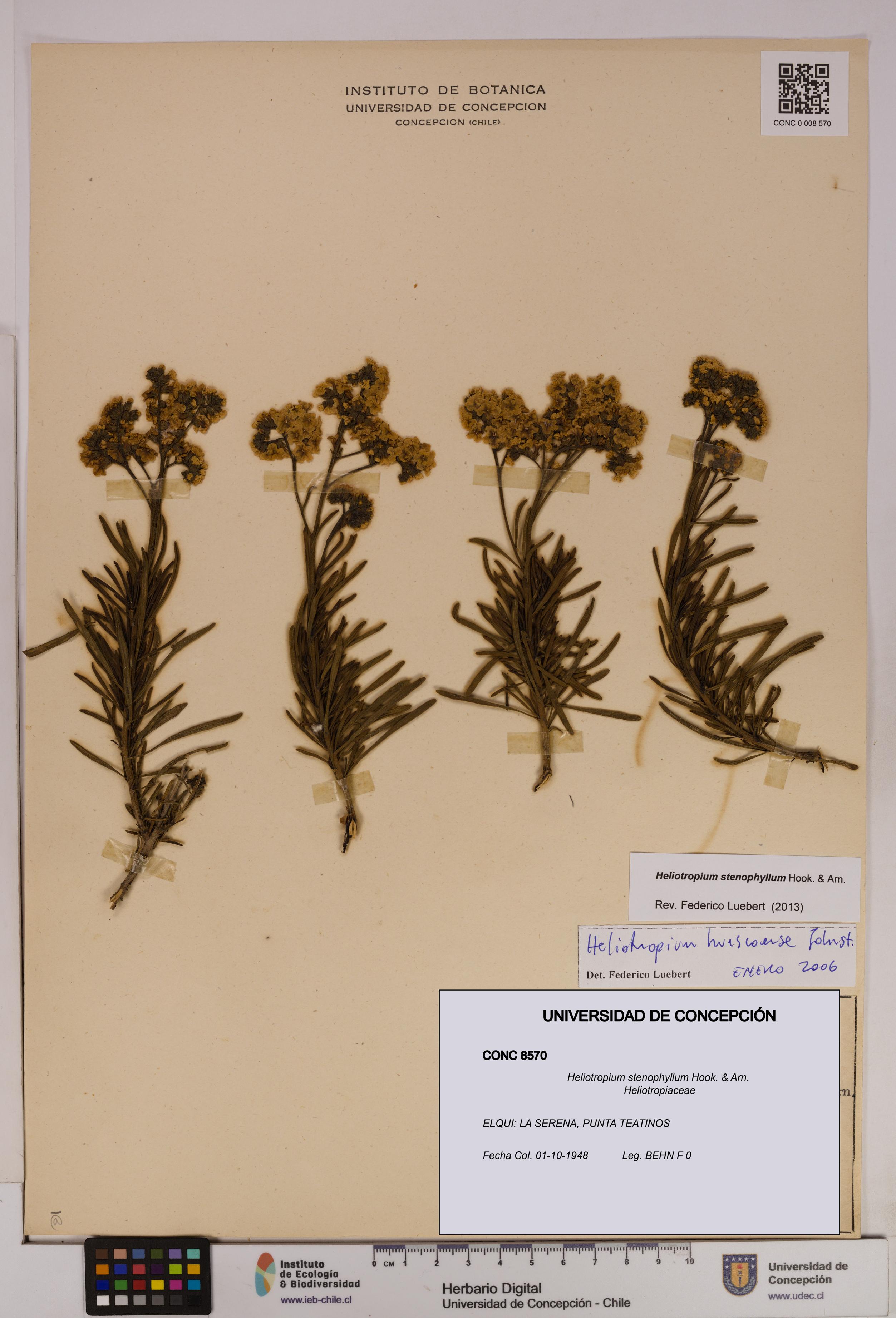 Heliotropium stenophyllum [Espécimen: UDEC:CONC:0008570]