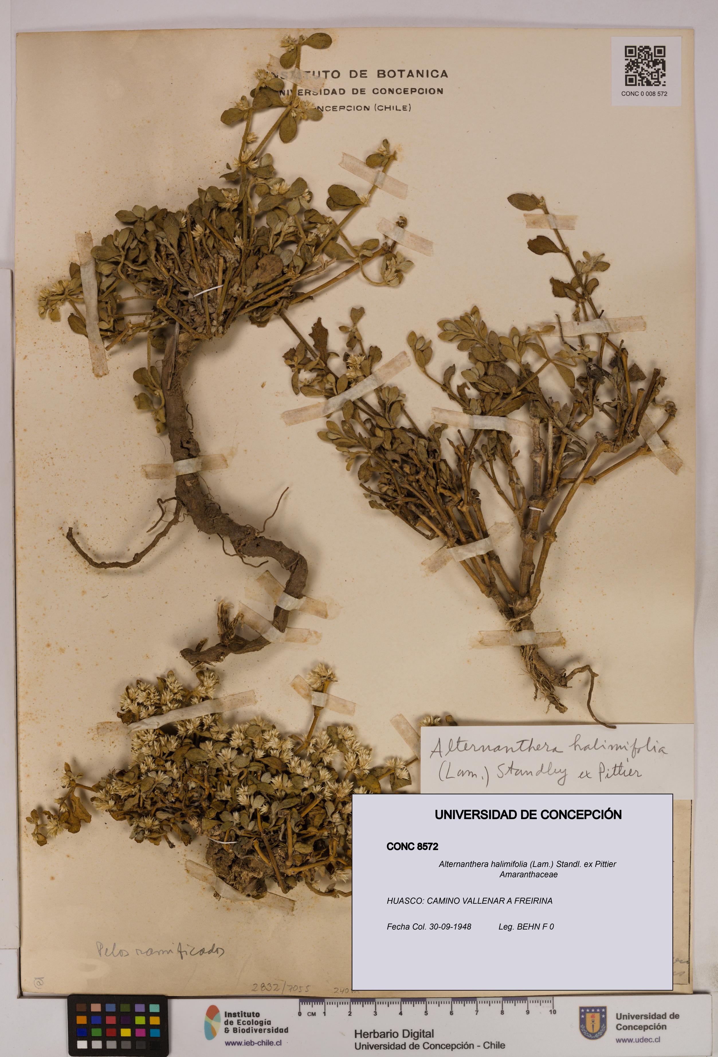 Alternanthera halimifolia [Espécimen: UDEC:CONC:0008572]