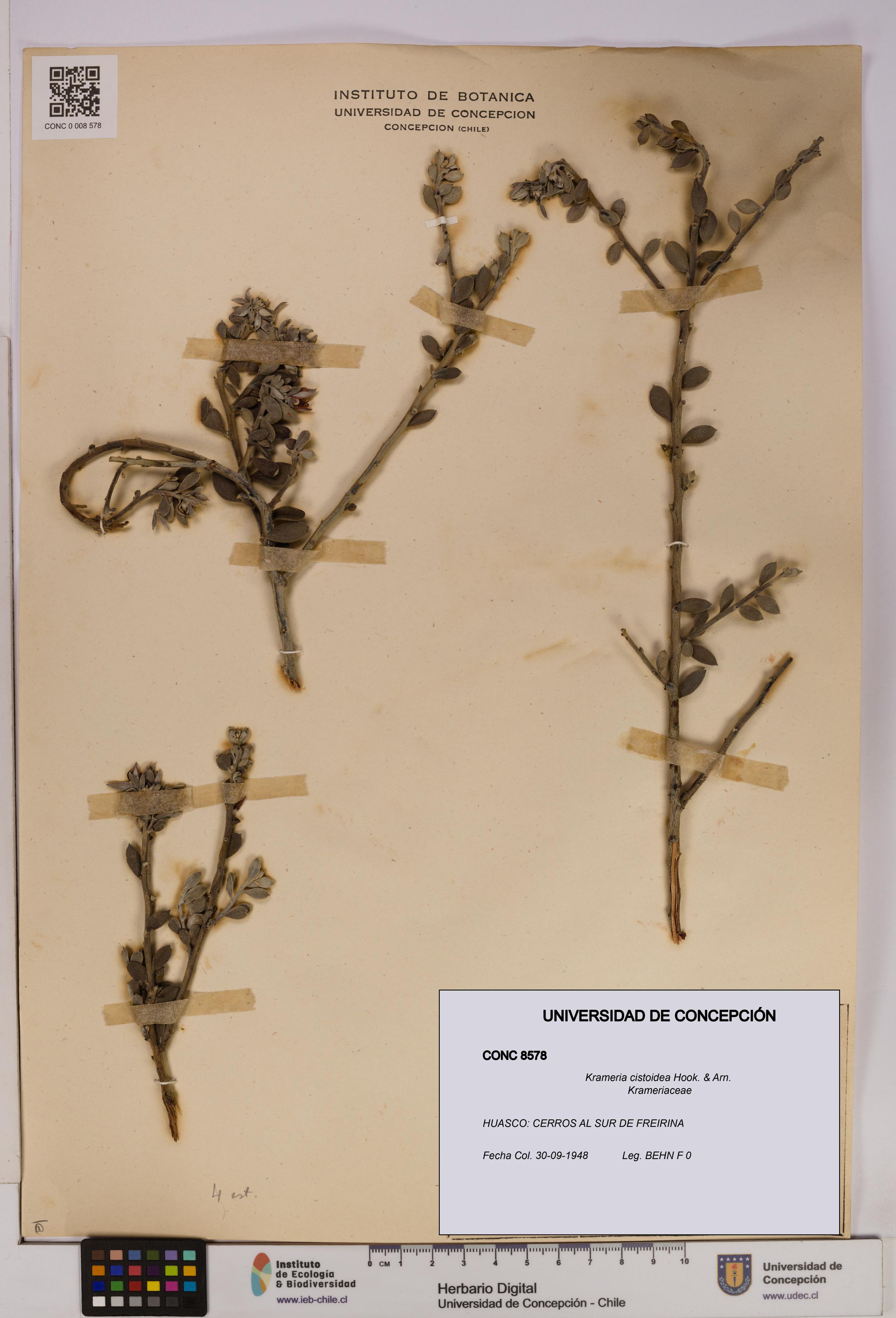 Krameria cistoidea [Espécimen: UDEC:CONC:0008578]