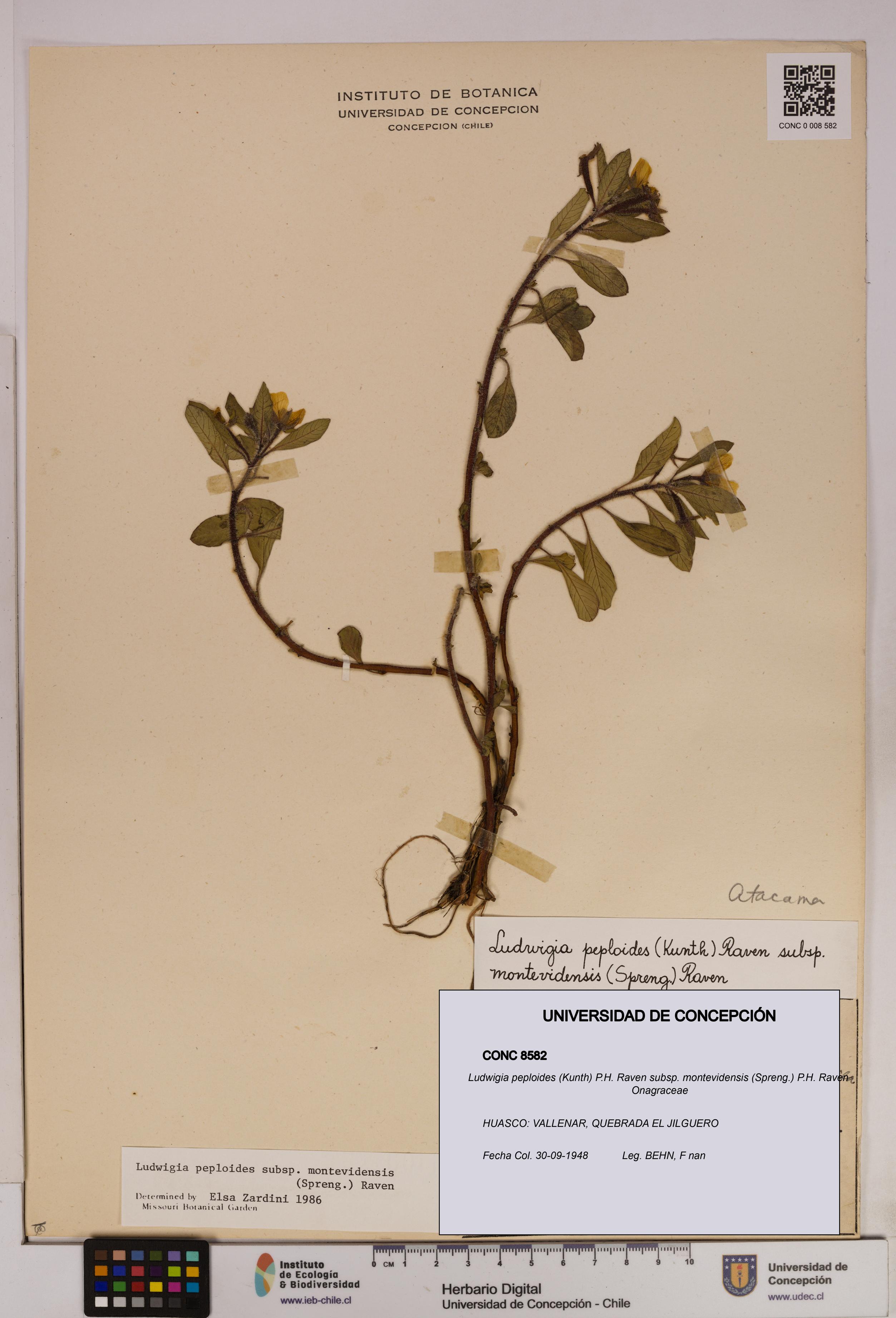 Ludwigia peploides [Espécimen: UDEC:CONC:0008582]
