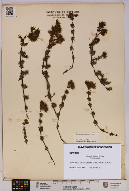 Frankenia chilensis [Espécimen: UDEC:CONC:0008590]