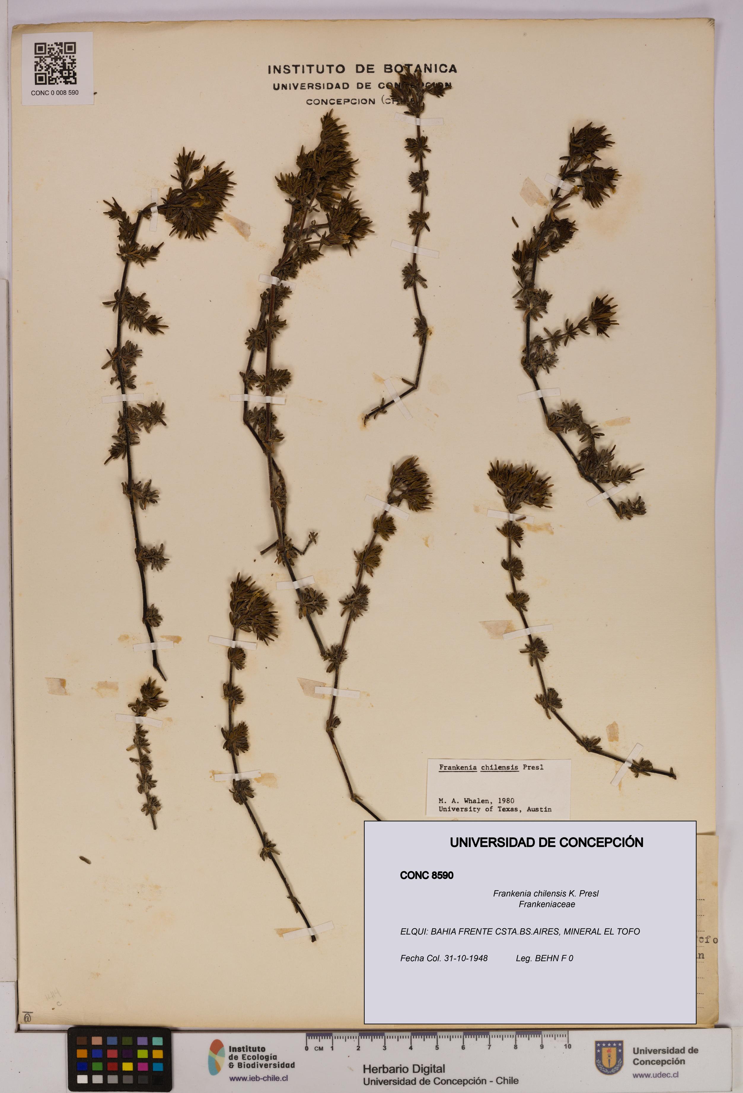 Frankenia chilensis [Espécimen: UDEC:CONC:0008590]
