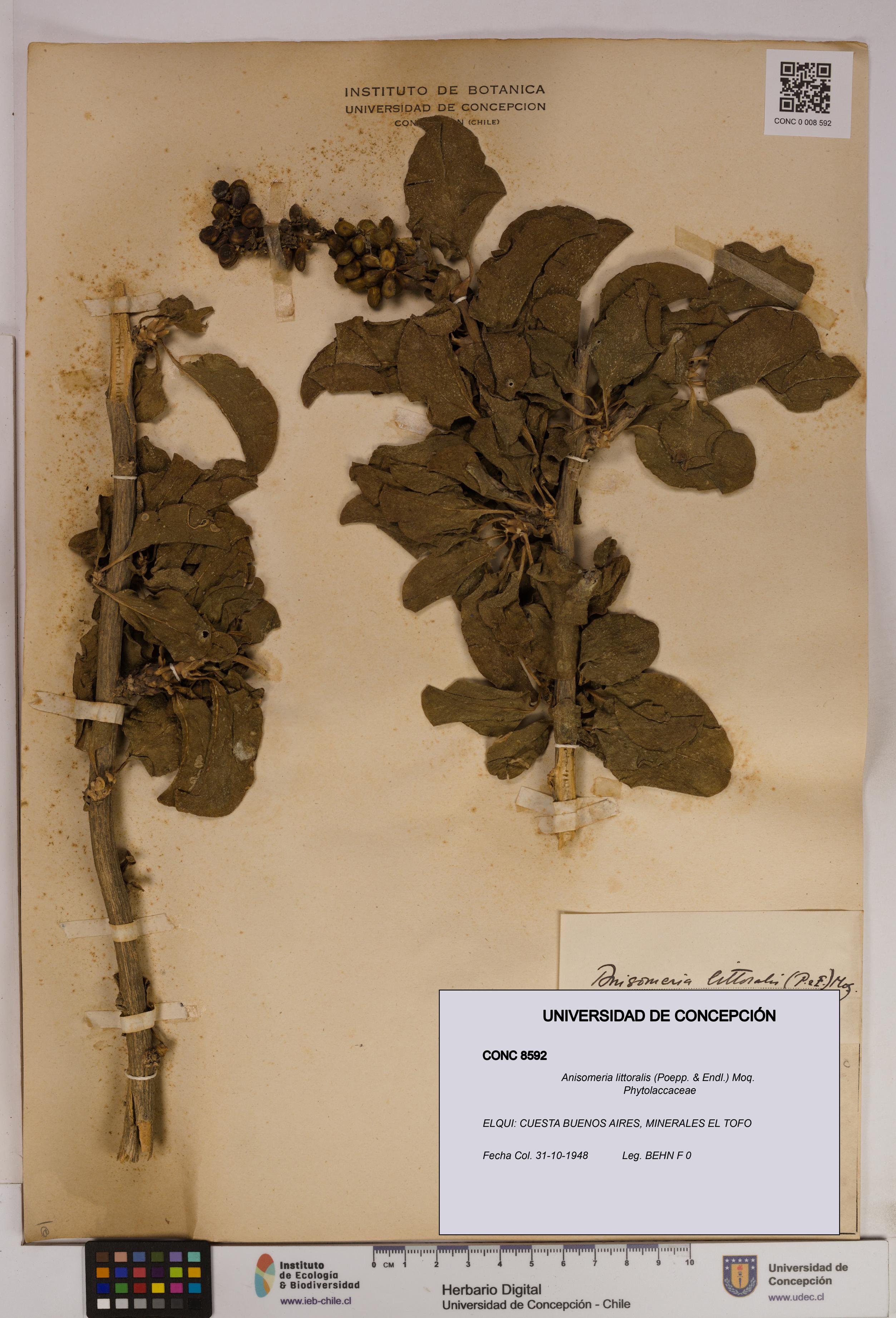 Anisomeria littoralis [Espécimen: UDEC:CONC:0008592]