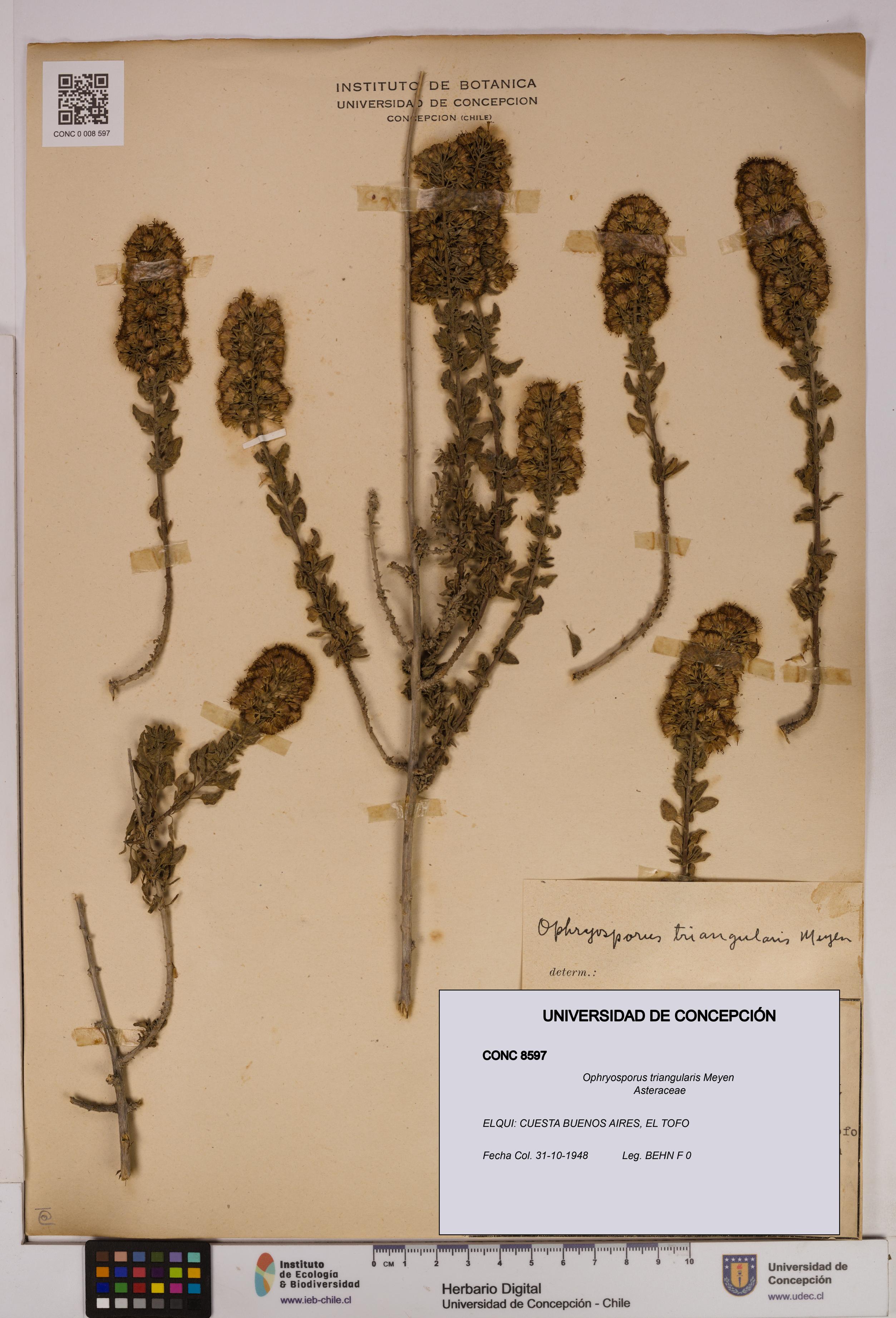 Ophryosporus triangularis [Espécimen: UDEC:CONC:0008597]