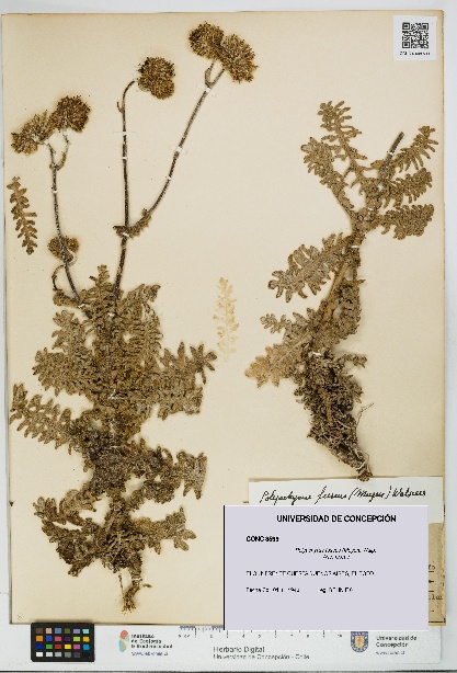 Polyachyrus fuscus [Espécimen: UDEC:CONC:0008599]