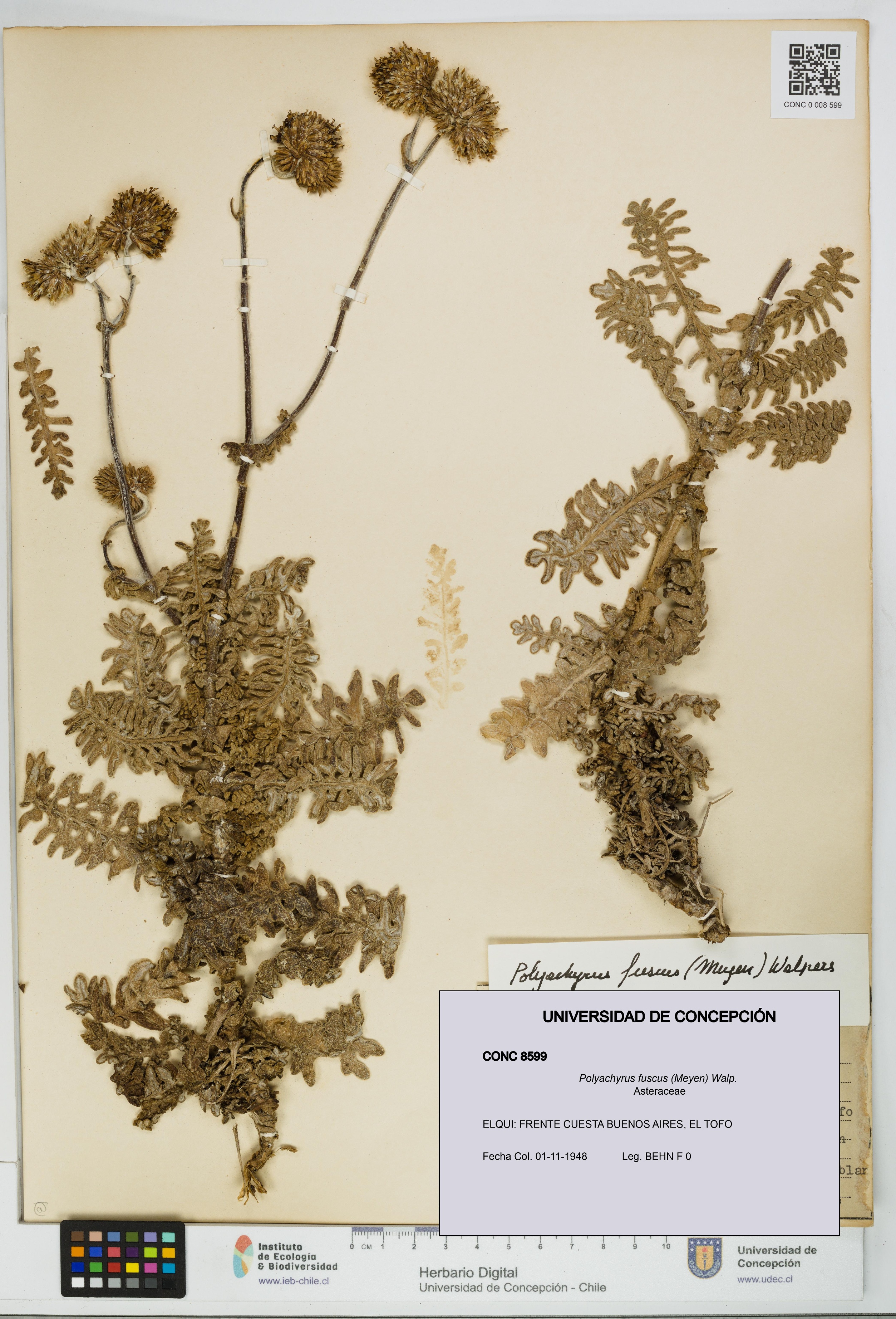 Polyachyrus fuscus [Espécimen: UDEC:CONC:0008599]