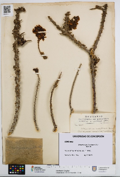 Balsamocarpon brevifolium [Espécimen: UDEC:CONC:0008602]