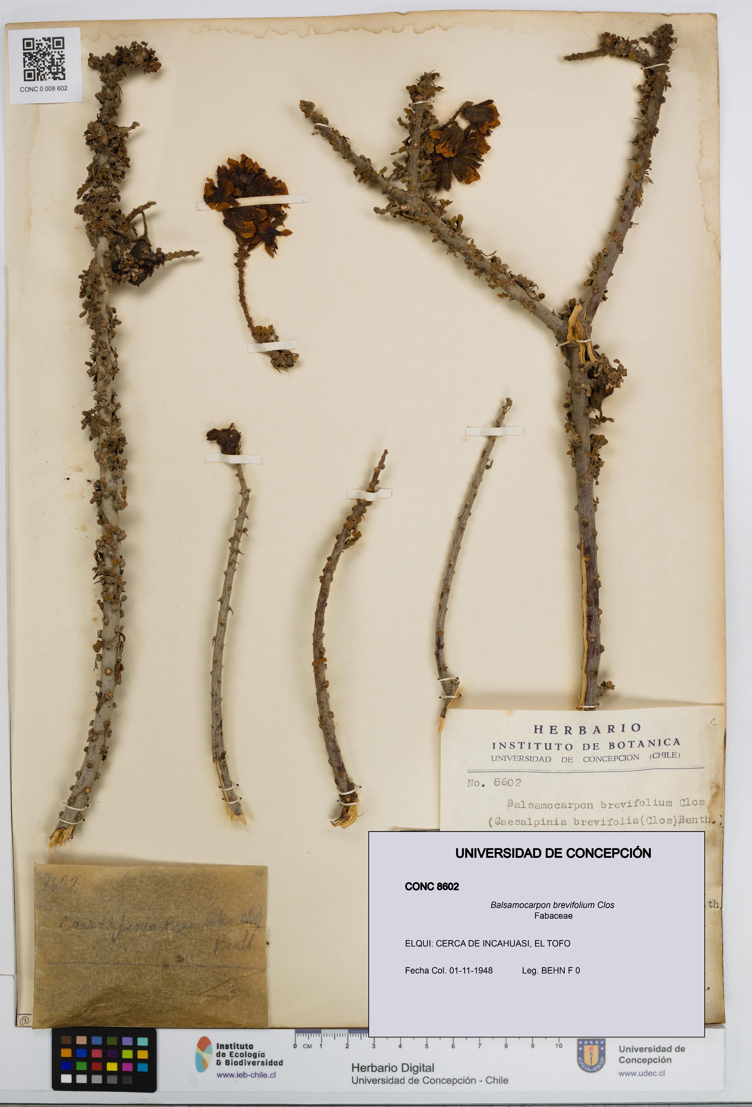 Balsamocarpon brevifolium [Espécimen: UDEC:CONC:0008602]