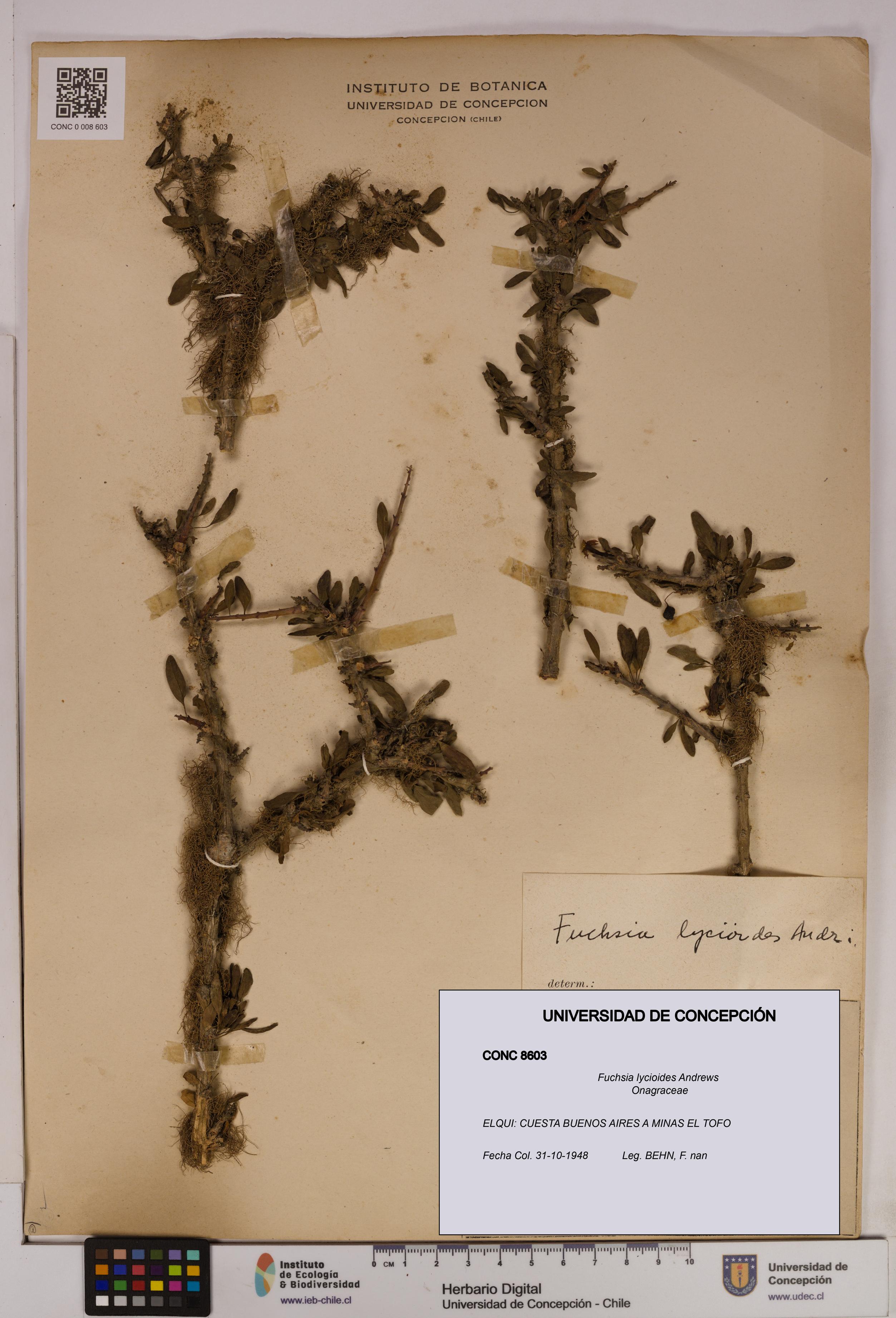 Fuchsia lycioides [Espécimen: UDEC:CONC:0008603]