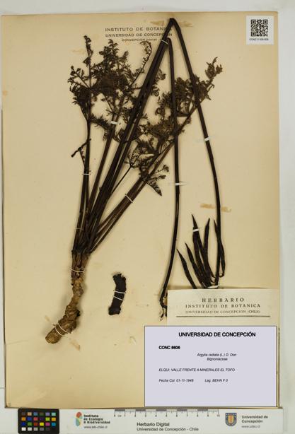 Argylia radiata [Espécimen: UDEC:CONC:0008606]